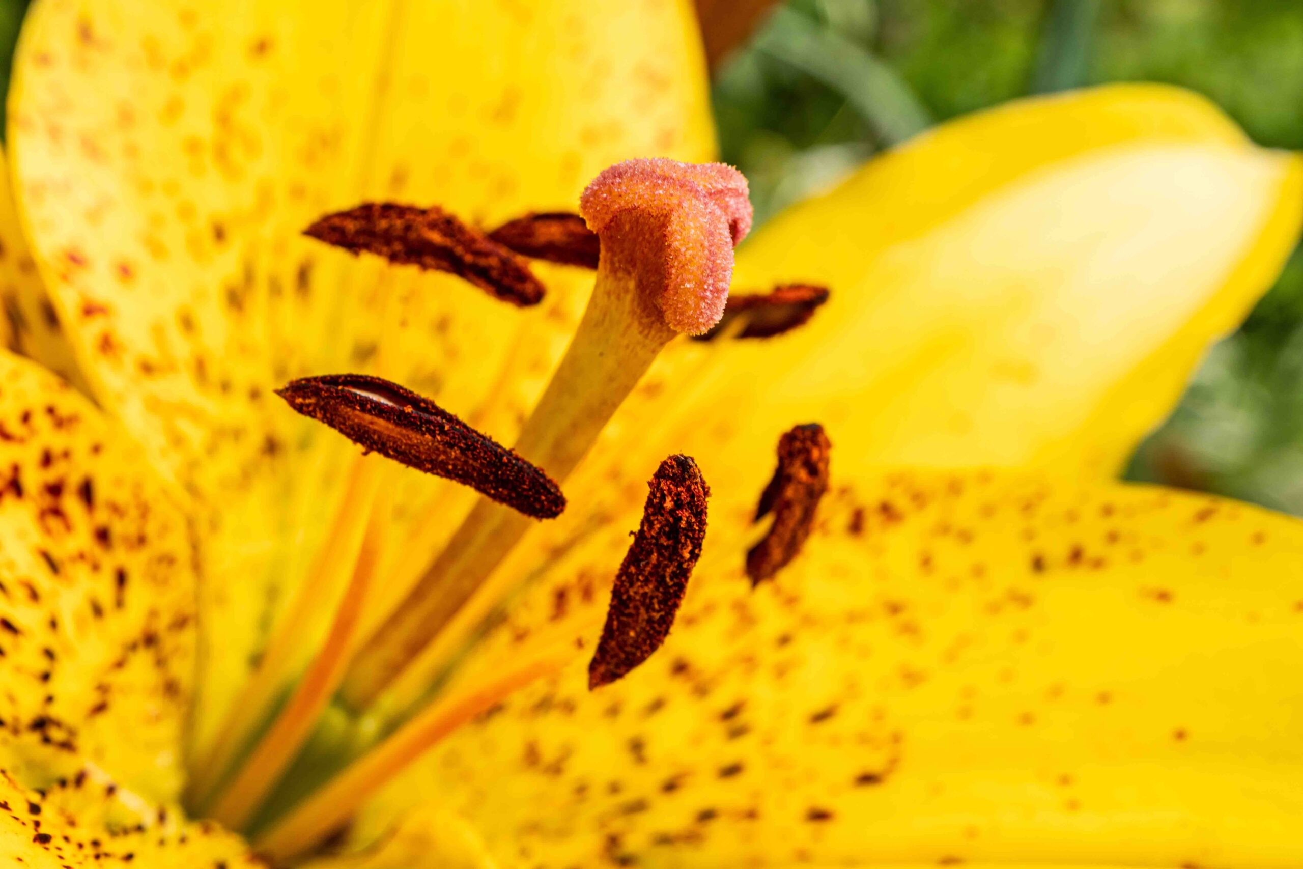 Coaching salute per la persona_Innergia