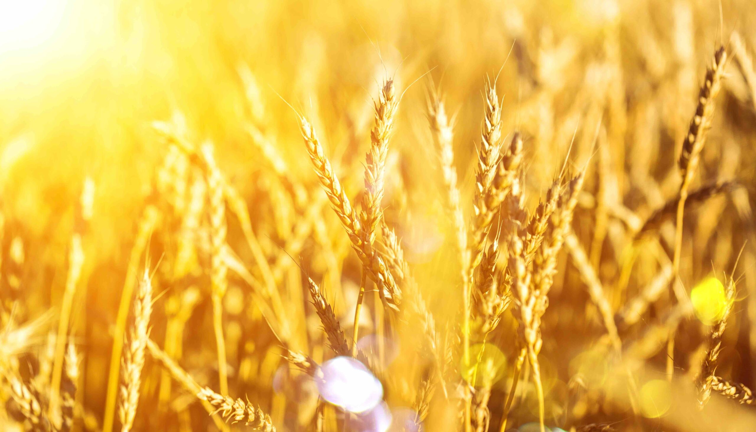 Coaching salute per le aziende_Innergia